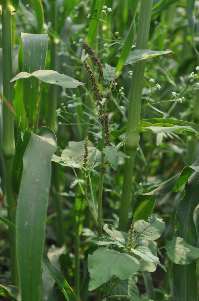 Amaranthus viridis